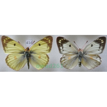 Colias hyale (Linnaeus, 1758) pair Czech41d